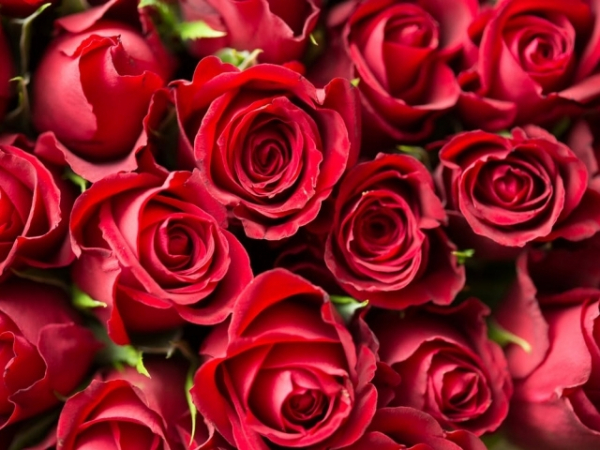 Which red item do you love the most?