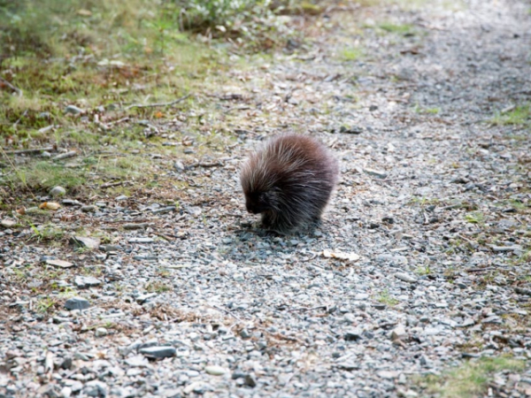 What sound do porcupines make when they kiss?