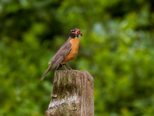 Are you an early bird or a night owl?