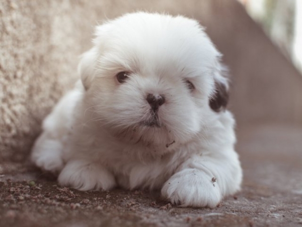 Are you a dog or a cat person?