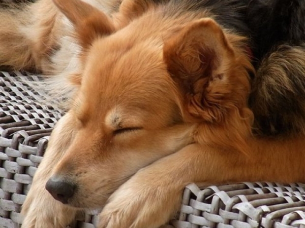 What do you dream about most often?