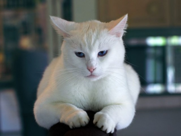 True or False: A cat will only bite you if angered