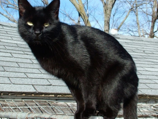 On a scale of 1-10, with 10 being the most, how superstitious are you?