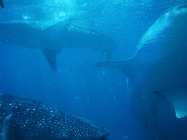 How do you feel about sharks?