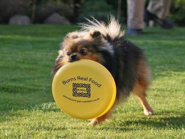 What pet makes you happiest?