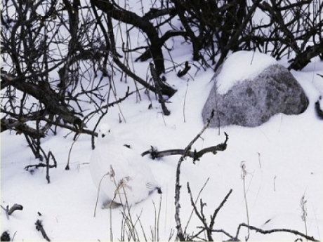 What animal do you see in this picture?