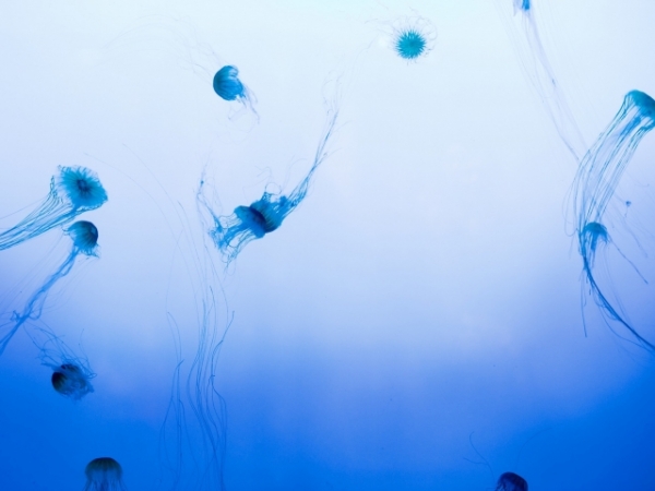 What would you most likely do in the ocean?
