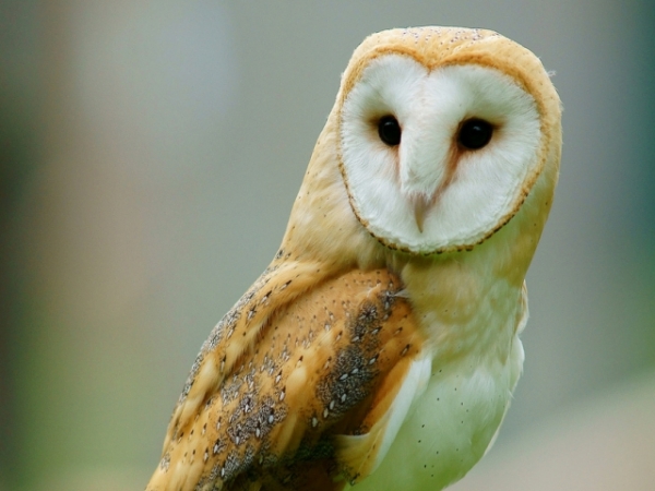 Are you a night owl or early morning riser?