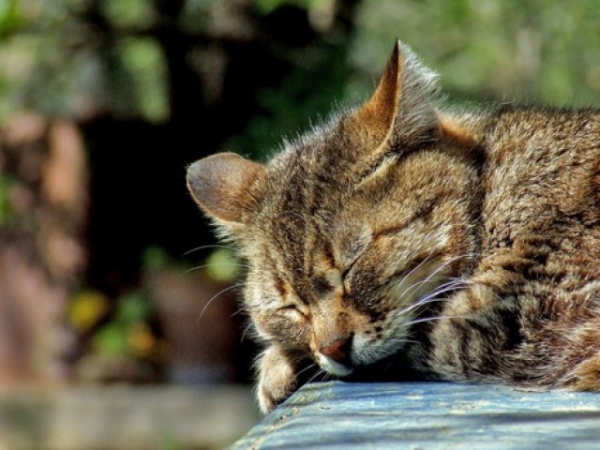 If your cat closes their eyes around you, they feel: