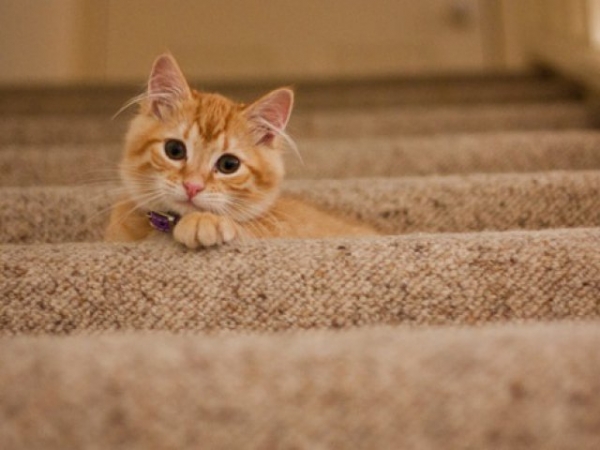 Do you believe cats consider you territory and will fight with other cats because of it?