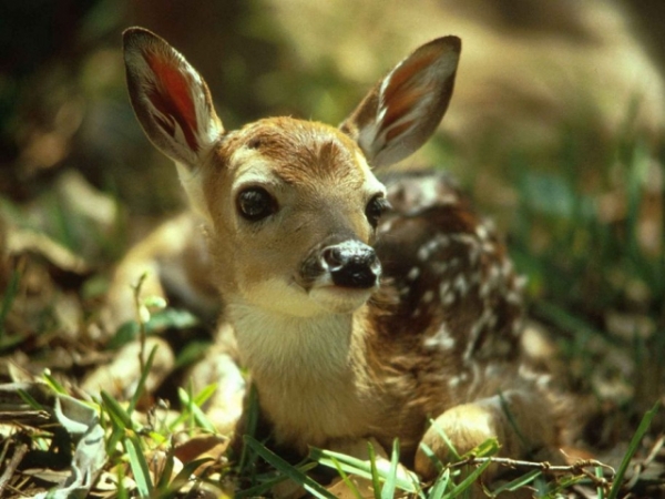 What's your spirit animal?