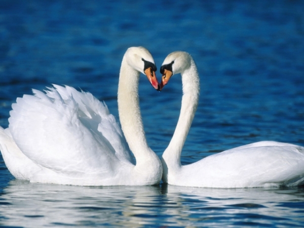 Which animal do you feel is most like you?