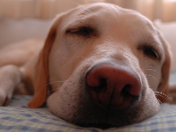 Which position do you sleep most comfortably in?