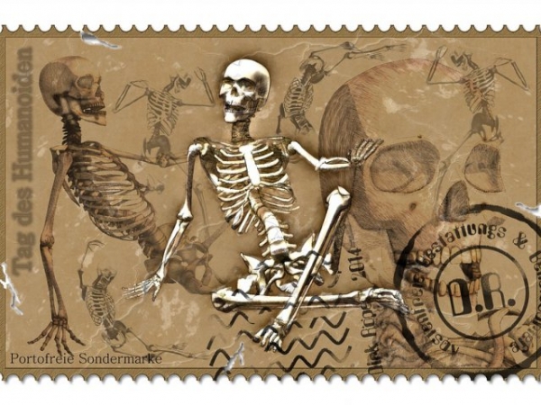 The adult human body has ____ bones.