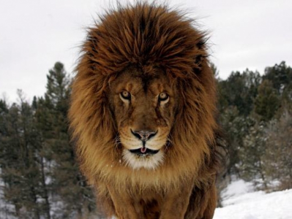 What's your spirit animal?