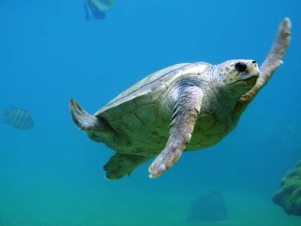 Favorite creature of the ocean?
