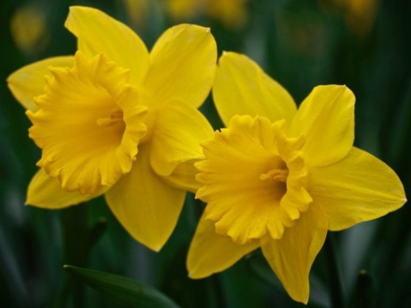 Pick a flower!
