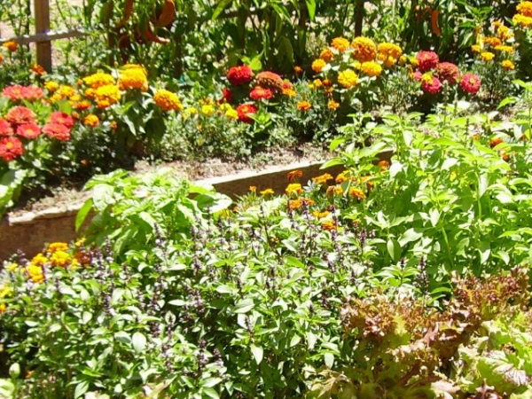 You've been taking care of your little garden for years now, and one day, you come home to find all of your vegetables have been stolen! What do you do?