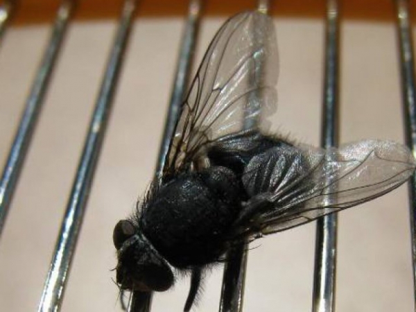 On a scale of 1-10, with 10 being the most satisfied, how satisfied do you feel when you FINALLY swat that fly that has been buzzing around your ear at home all night?