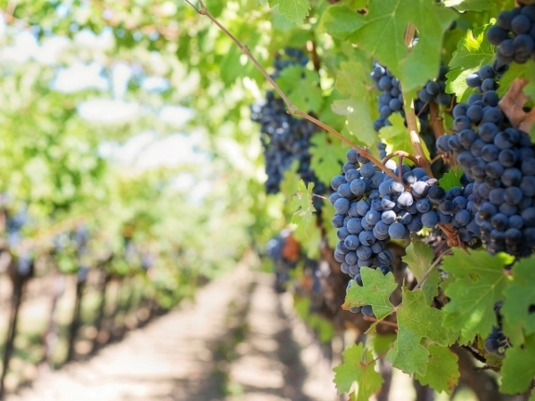 Which wine corner of the world would you like to visit?