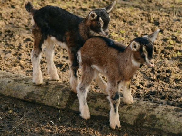 Does the smell of manure bother you?