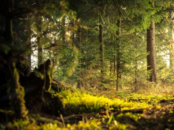 Would you ever be able to live alone in the woods?