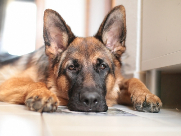 Does your dog ever come into the bathroom with you?