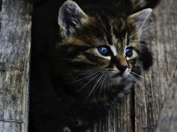 Choose a pet: