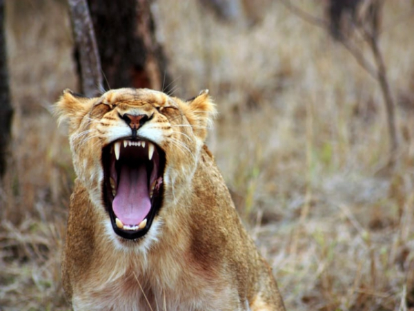 How do you react when angry?