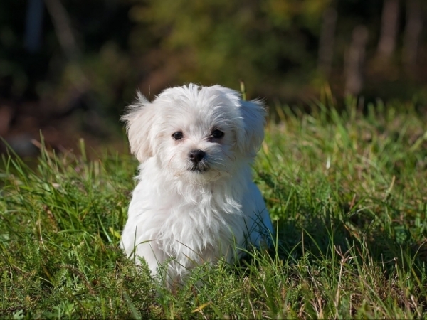 Your neighbors dog keeps coming into your yard. What do you do about it?