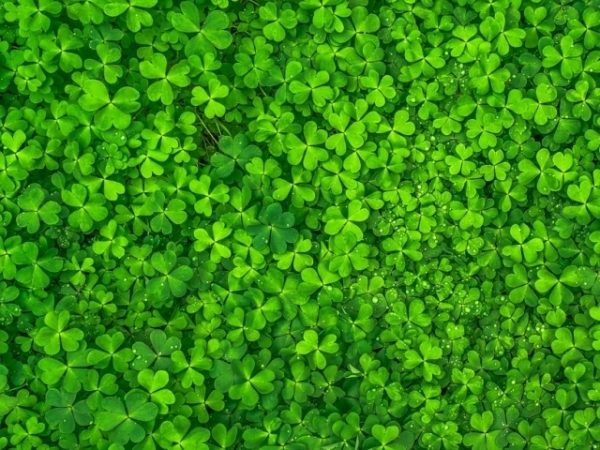 Which number seems the luckiest to you?