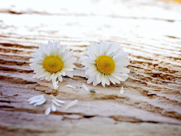 What is your favorite flower?