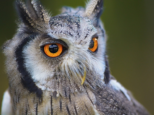 Is it better to be ignorant and happy or wise and miserable?