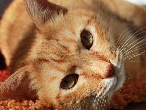 Do you want any pets?