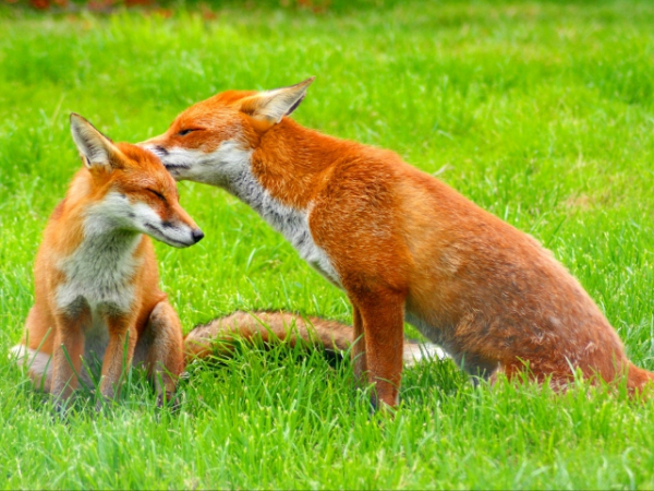 What is your favorite type of animal?