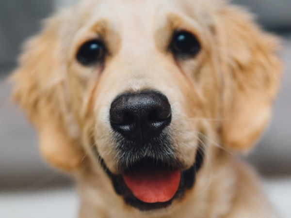 When you're in the shower, where is your dog?