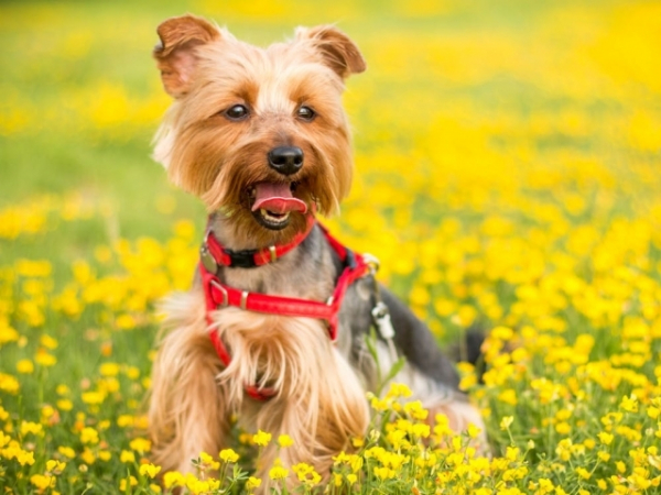 When you have a family portrait taken, do you include your dog?