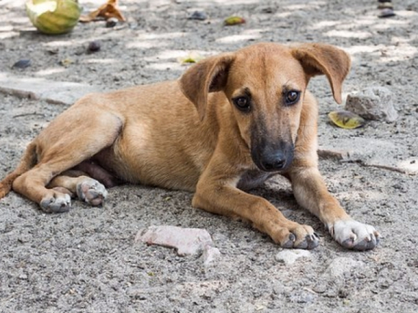 If you saw a stray dog/cat on the side of the road with no collar what would you do?
