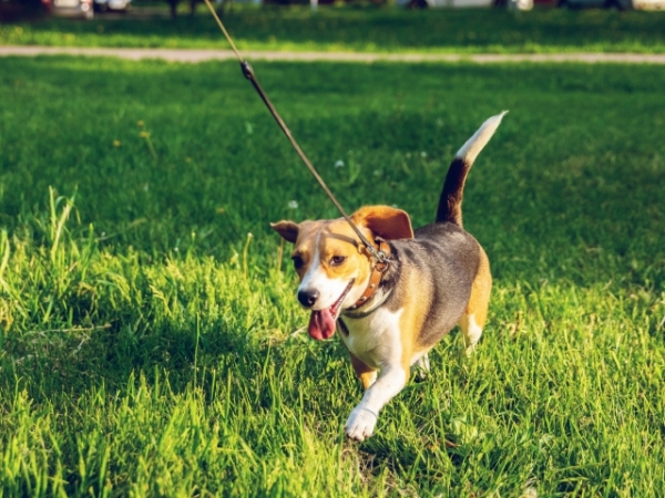 Every time you go for a walk, the neighbor gives you a side eye. What do you do?