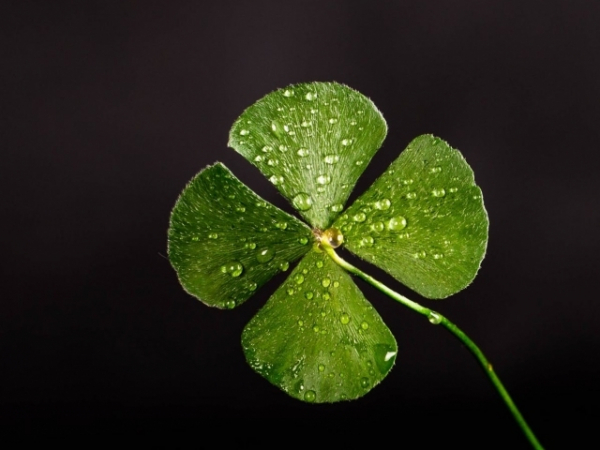 Do you think life is more about luck or hard work?
