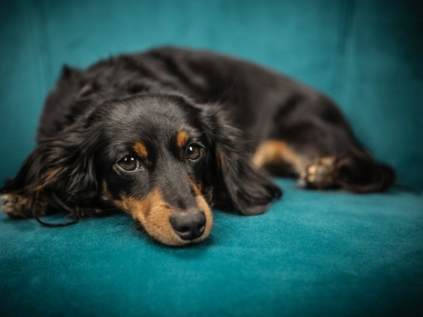 Where does your family pet sleep?