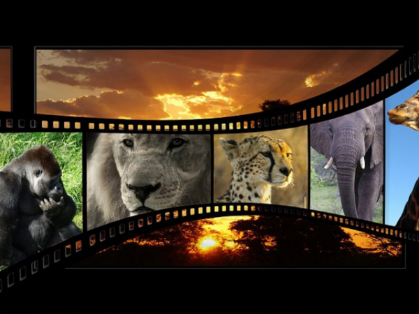 What kind of movies do you like the best?