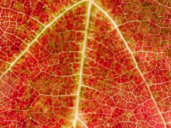 A change of the DNA in an organism that results in a new trait is known as a?