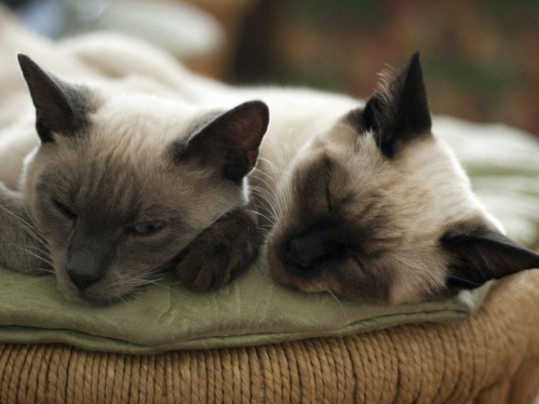 Which of the following animals would feature most in your décor?