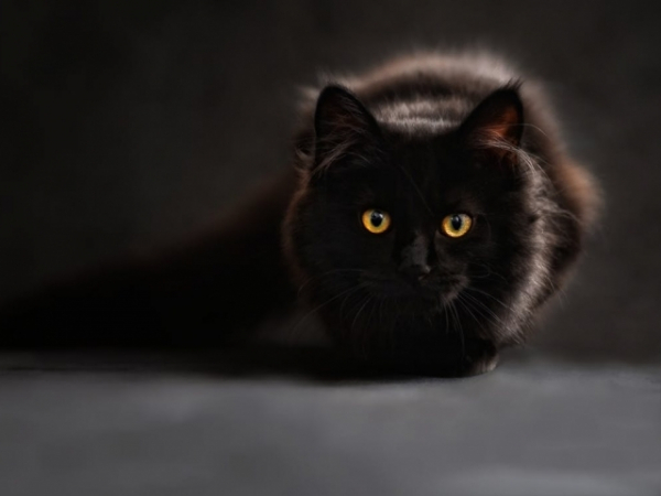 Are you more of a cat person or a dog person?