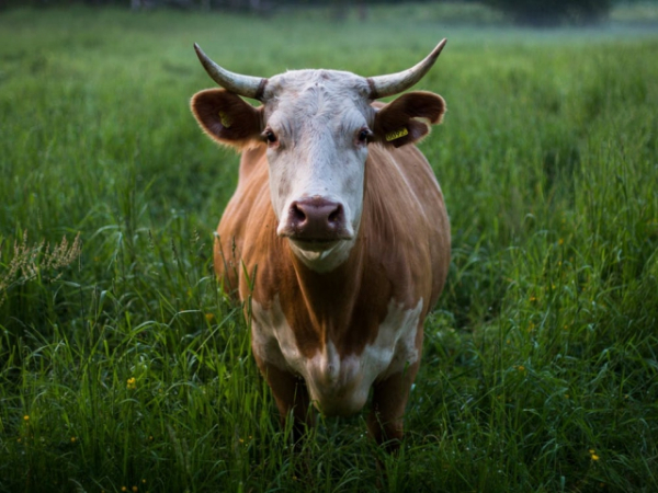 “Pig is to pork” as “Cow is to _____.