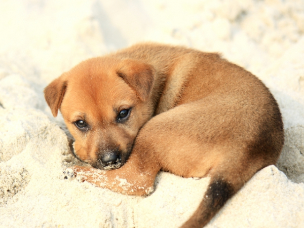 You find a lost puppy who seems to have no home, what do you do?
