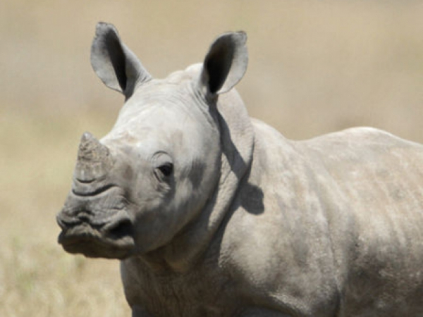 What's your favorite safari animal?