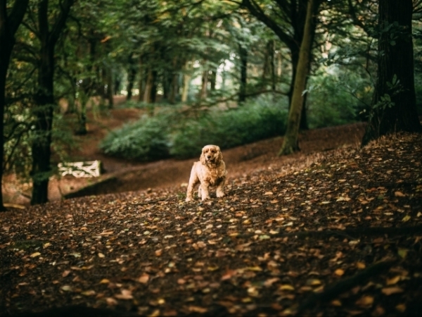 What's your favorite dog breed?