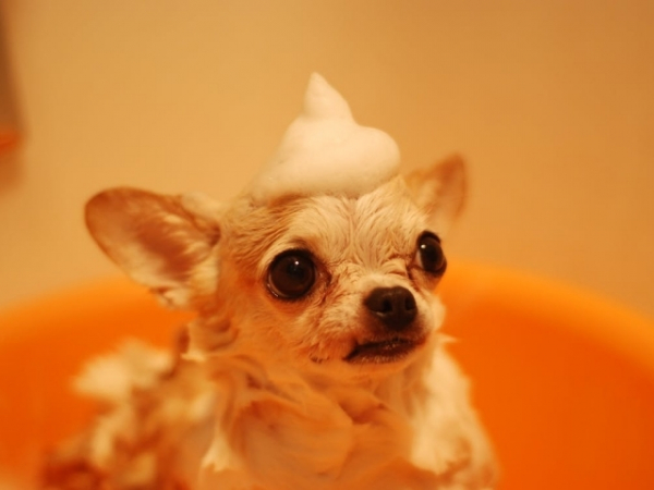 What's the last thing you bought for your pooch?